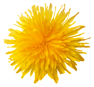 Dandelion PNG-12876